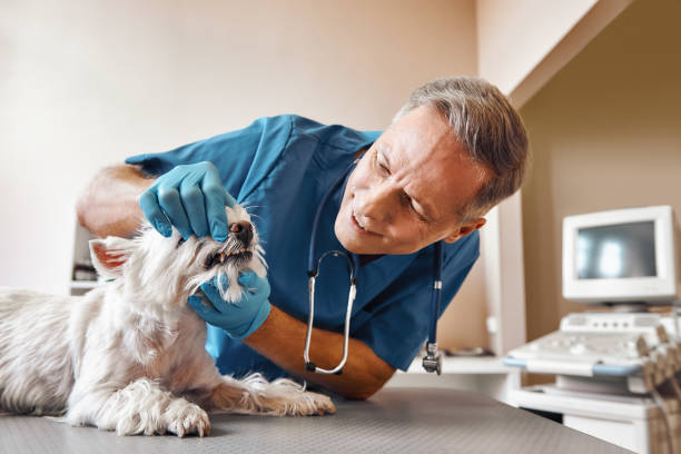 Best Broken or Cracked Tooth Emergency Dentist in Afton, WY